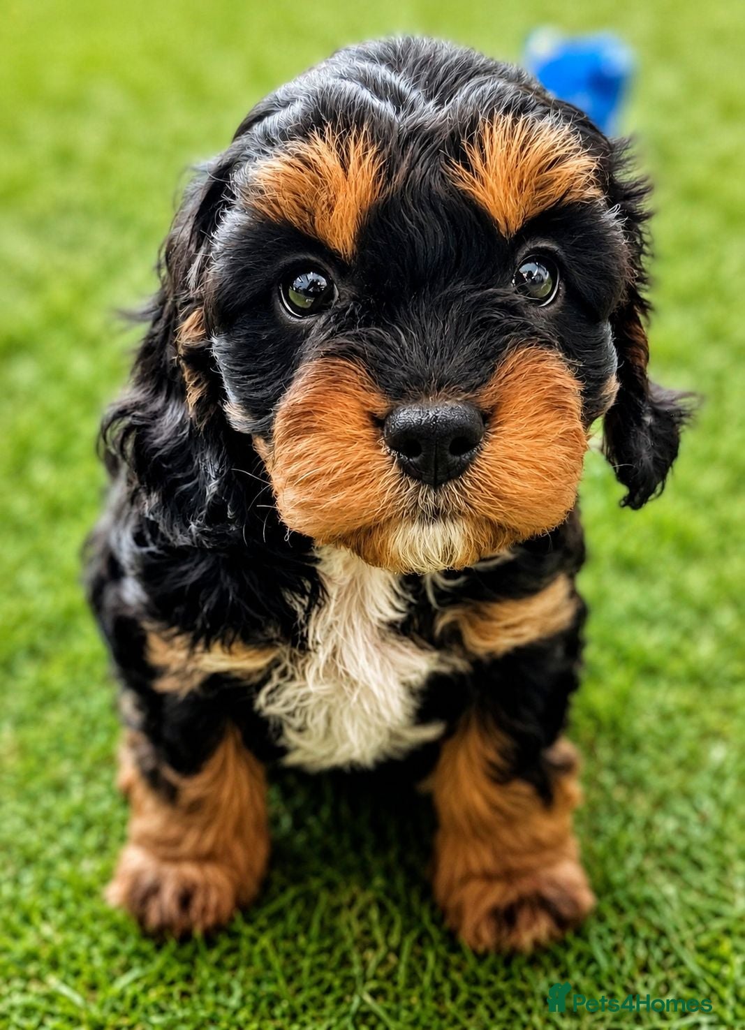 Cavapoo dogs Advanced trained cavapoos  - Advert 1