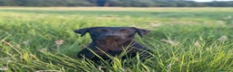 Labrador Retriever dogs for sale: International FTCH sired working Labrador pups  in Liverpool - Advert 9