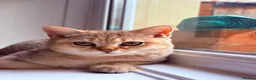 British Shorthair cats for sale: Ready Now /GCCF Golden BSH Kittens  - Advert 4