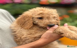 Labradoodle dogs for sale: F2 Labradoodle  - Image 4