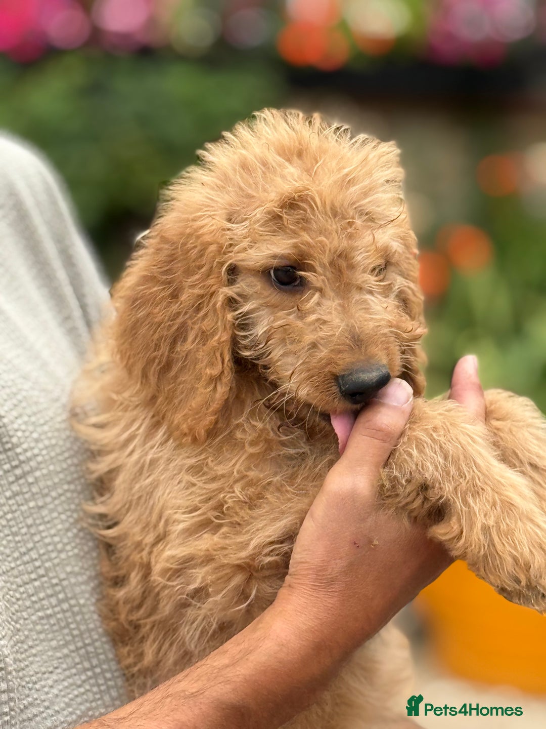 Labradoodle dogs for sale: F2 Labradoodle  - Image 4