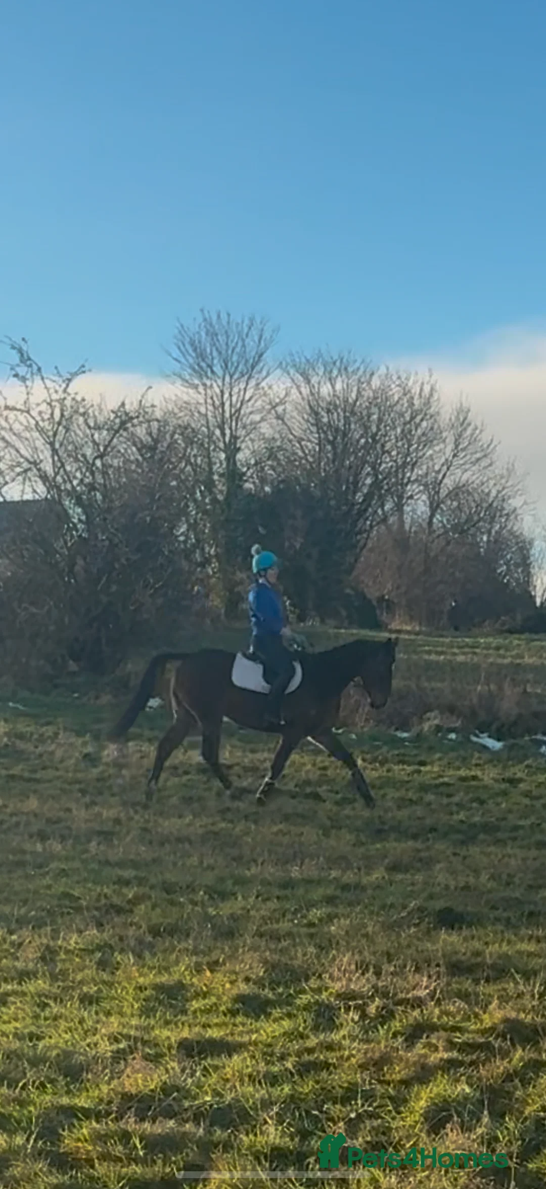 English Thoroughbred horses for sale: 15.2hh bay mare, rising 4 - Advert 6