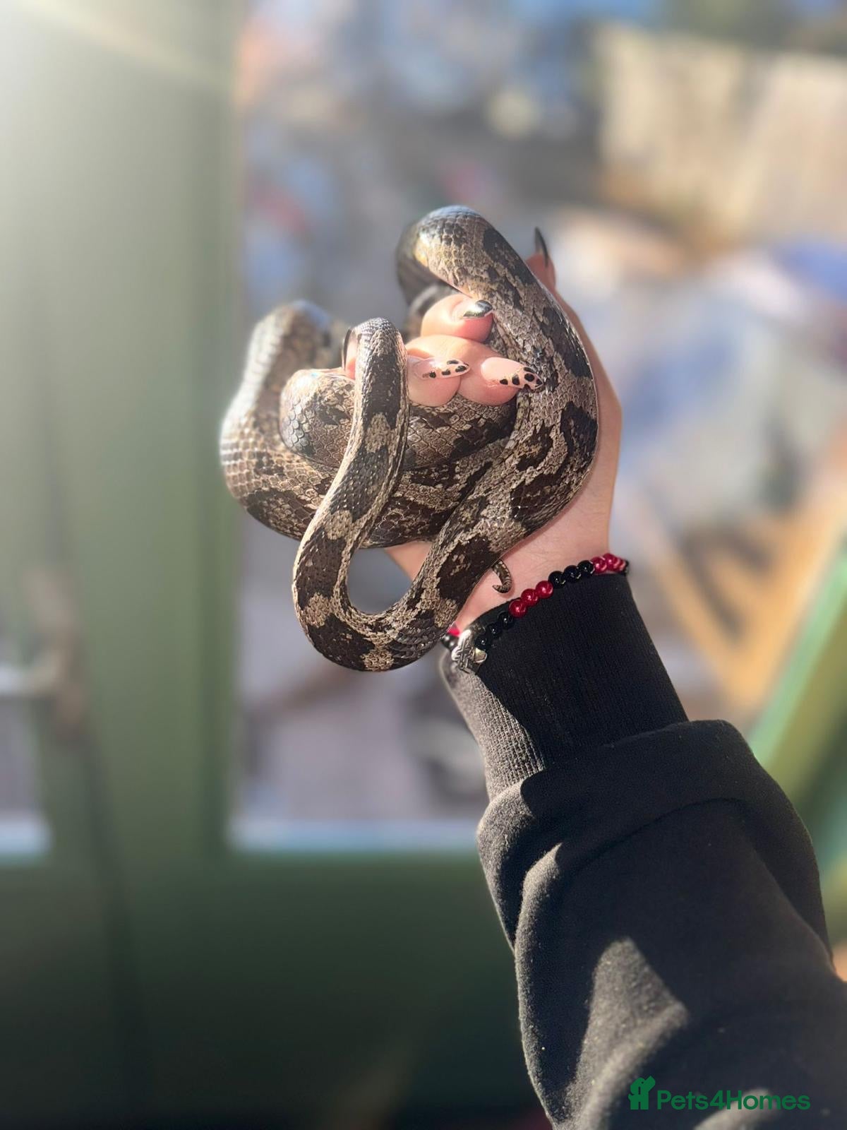 Corn Snake reptiles Corn snake  - Advert 1