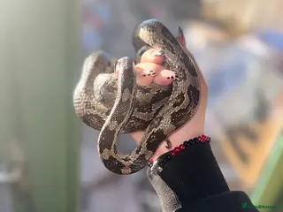 Corn Snake reptiles Corn snake - Advert 1