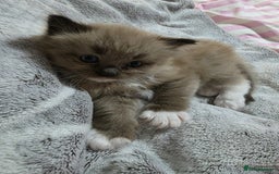 Ragdoll cats for stud: Proven chunky Ragdoll available for Stud  in Hull - Image 21