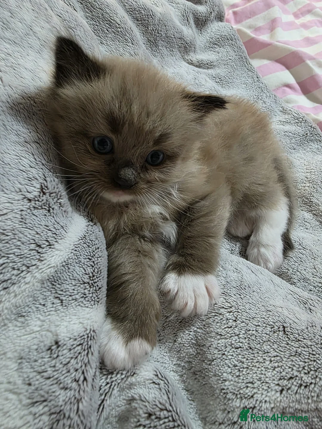 Ragdoll cats for stud: Proven chunky Ragdoll available for Stud  in Hull - Advert 21