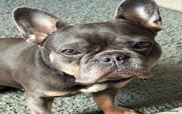 French Bulldog dogs for sale: Winnie our French bull dog  - Image 2