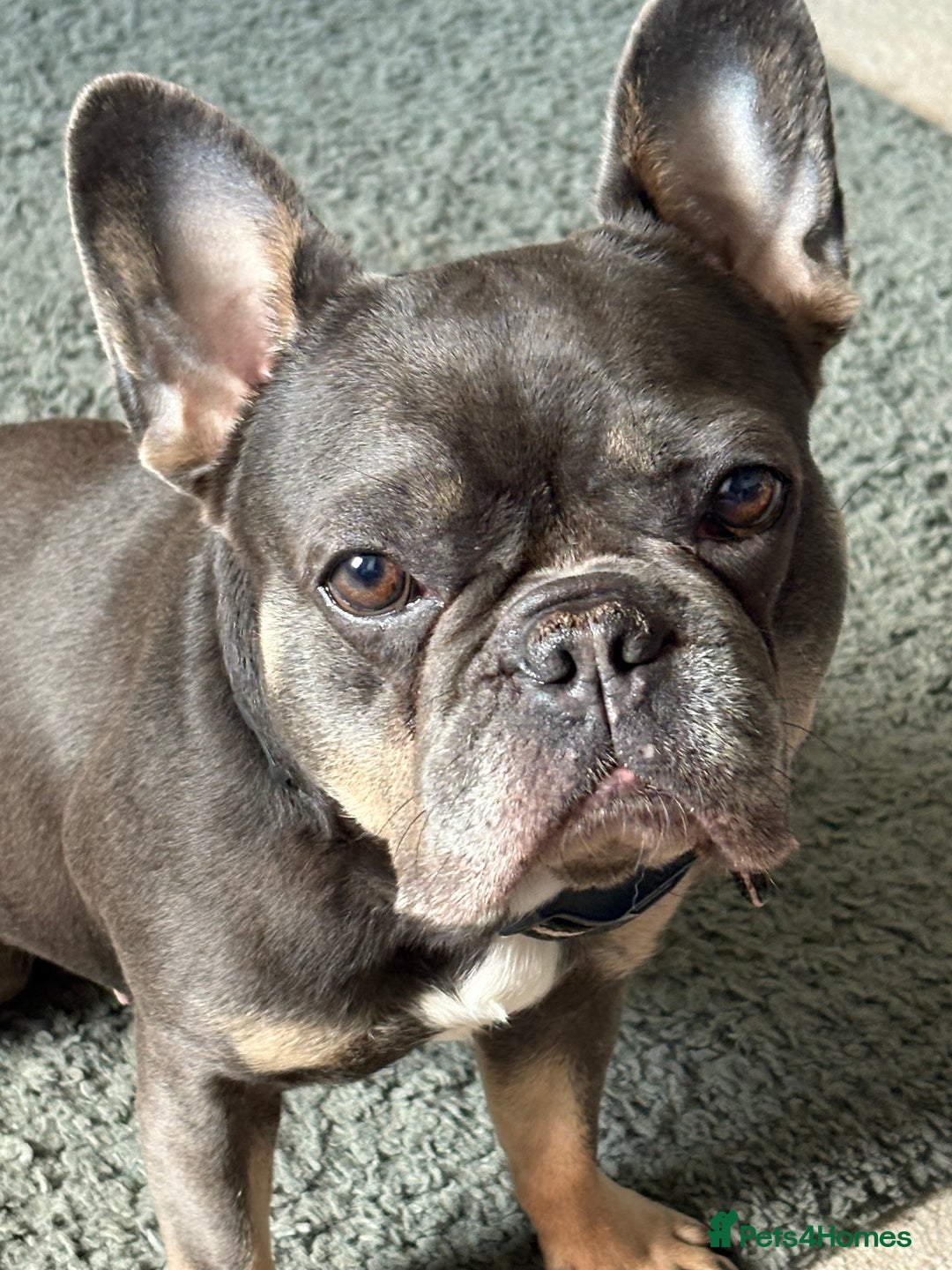 French Bulldog dogs for sale: Winnie our French bull dog  - Image 2