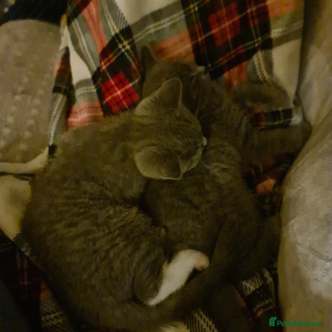 Mixed Breed cats for sale: British shorthair with Russian Blue mix - Advert 5