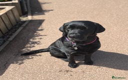 Labrador Retriever dogs for stud: Proven stud, KC reg & perfect family dog  - Advert 1