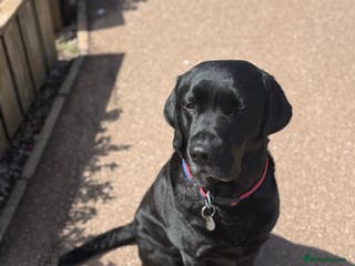 Labrador Retriever dogs Proven stud, KC reg and perfect family dog - Advert 17