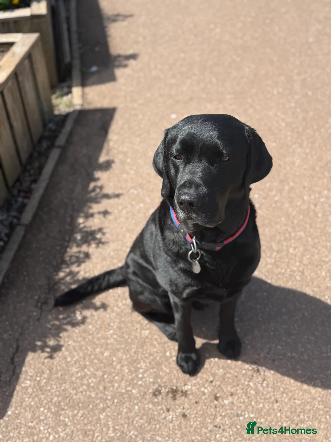 Labrador Retriever dogs for stud: Proven stud, KC reg and perfect family dog  - Advert 1