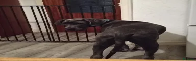 Great Dane 1