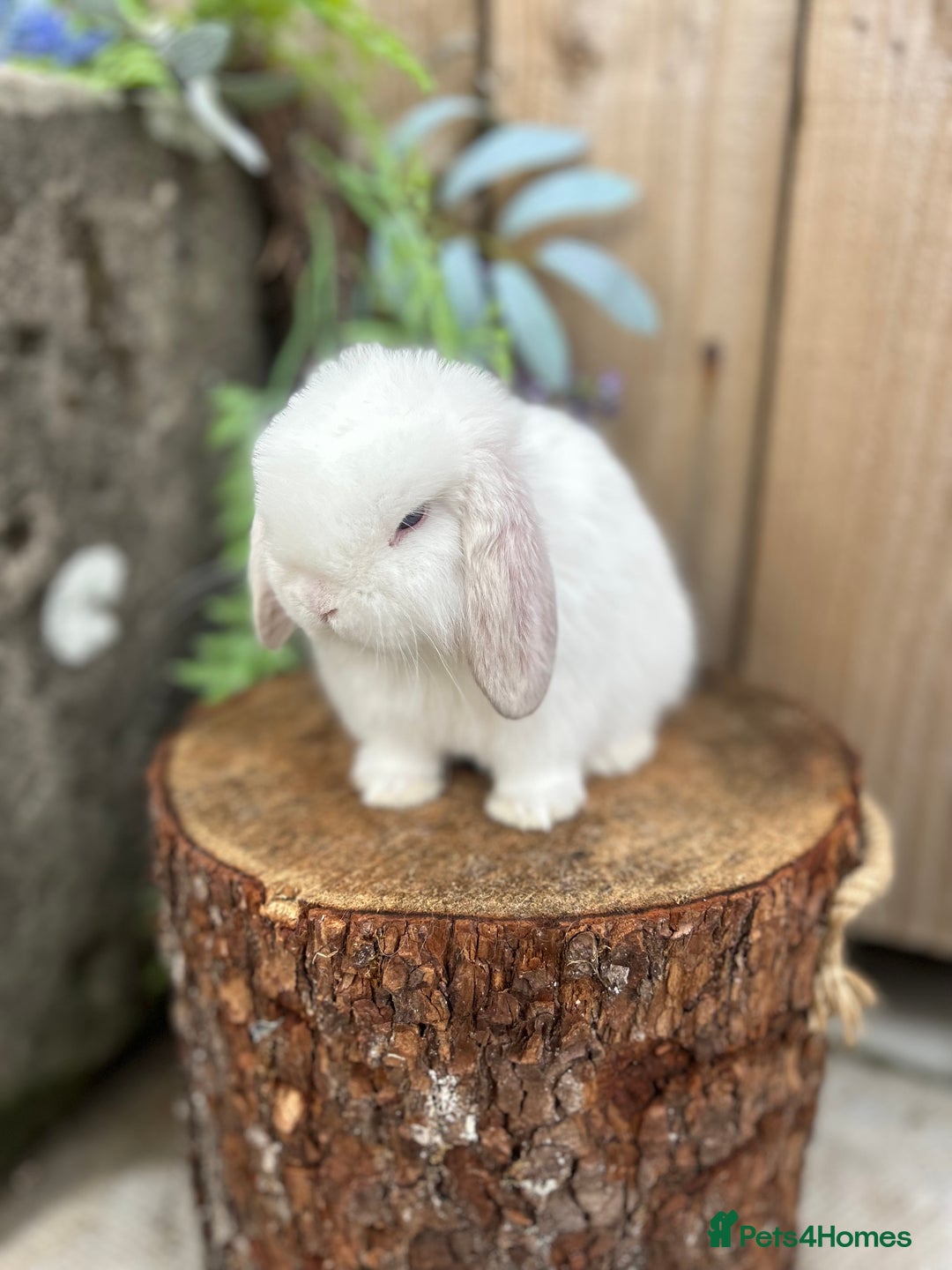 Mini Lop rabbits for sale: ⭐️ FRIENDLY PUREBRED MINI LOP BUNNIES ⭐️ - Image 16