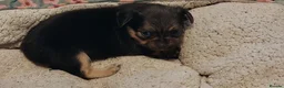 Chihuahua dogs for sale: 2x Chihuahua puppies  - Advert 3