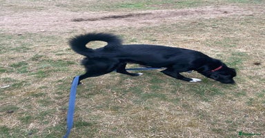 Mixed Breed dogs - Advert 2