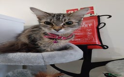 Persian cats for sale: Tabby persain long hair cat - Image 6