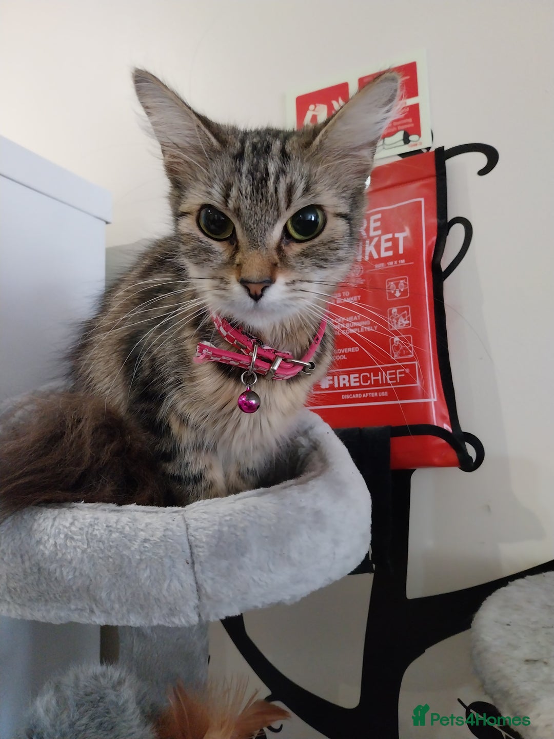 Persian cats for sale: Tabby persain long hair cat - Image 6