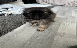 Mixed Breed dogs for sale: 4 fully vaccinated Tiny Pugingeses left  - Image 2
