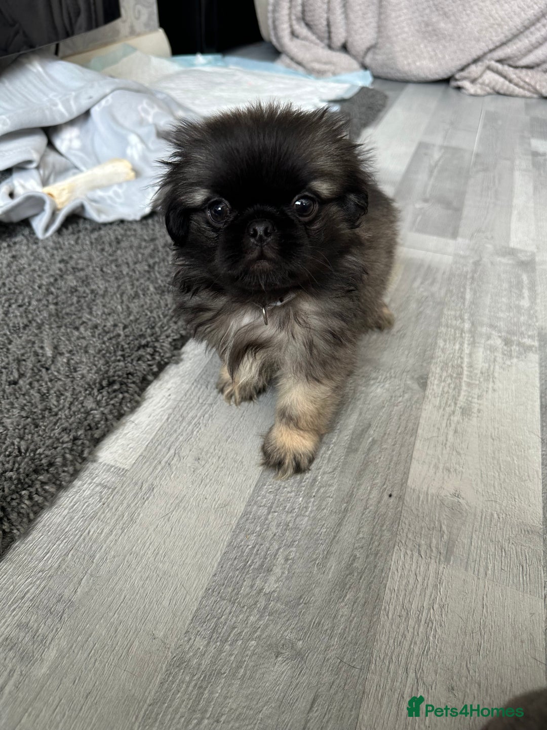 Mixed Breed dogs for sale: 4 fully vaccinated Tiny Pugingeses left  - Image 2