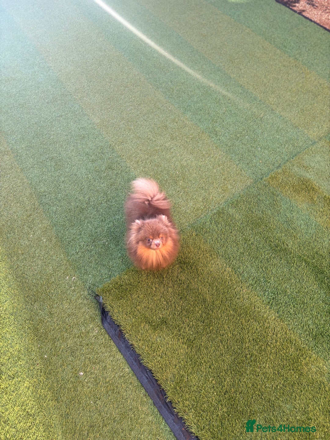 Pomeranian dogs for stud: 1.6kgPuppysize teddybear lilac and tan Pomeranian  - Advert 3