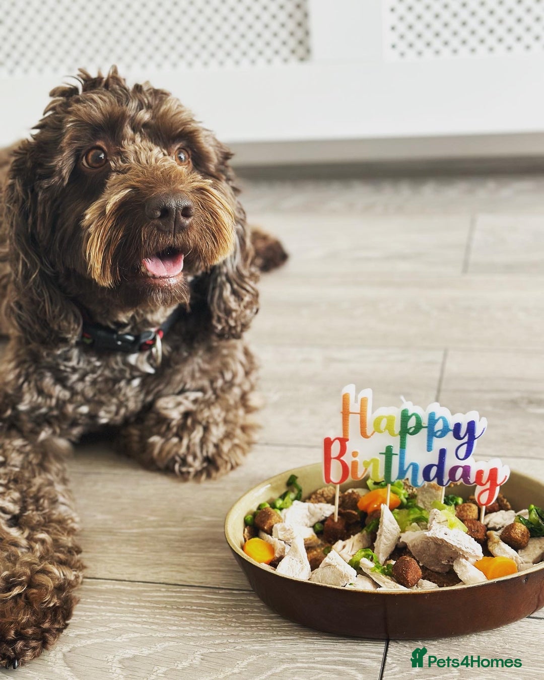 Cockapoo dogs for sale: Much Loved Cockapoo Barney - Advert 10