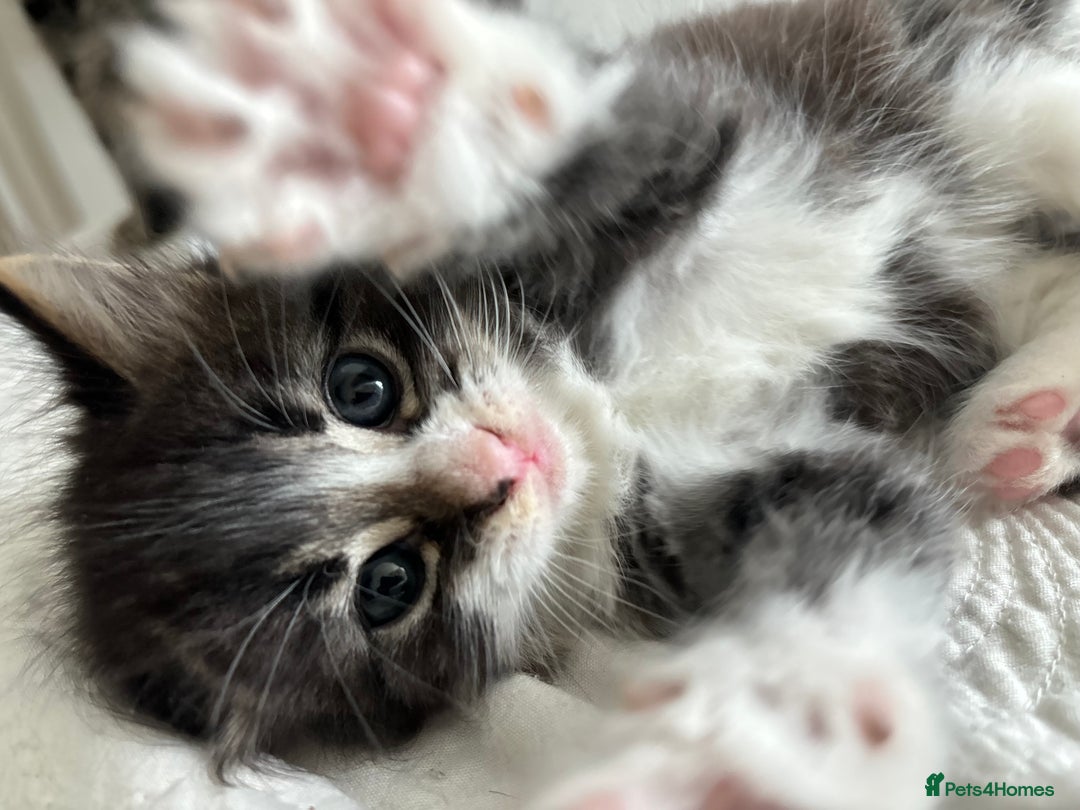 American Shorthair cats for sale: Ready to leave 2 boy kittens left  in Ilford - Image 3