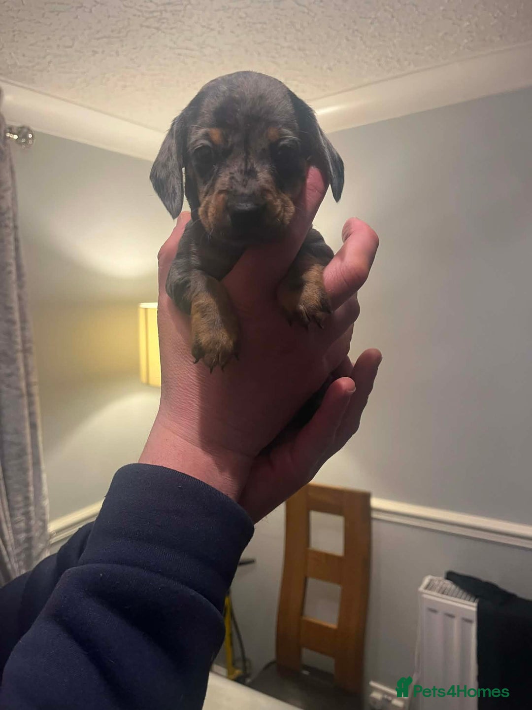 Miniature Dachshund dogs for sale: Gorgeous Miniature Dachshunds! Ready 23 Dec - Advert 10