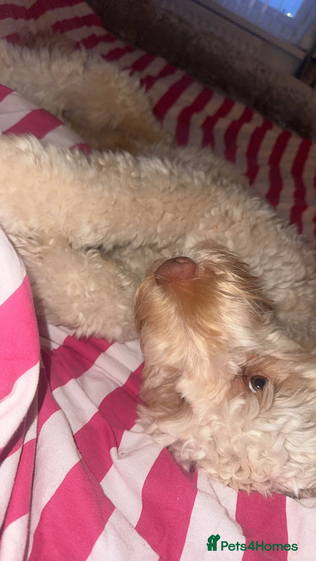 Cockapoo dogs for sale: Cockerpoo - Advert 3