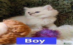 Ragdoll cats for sale: GCCF REGISTERED EUROPEAN LINE RAGDOLL KITTENS  - Image 26