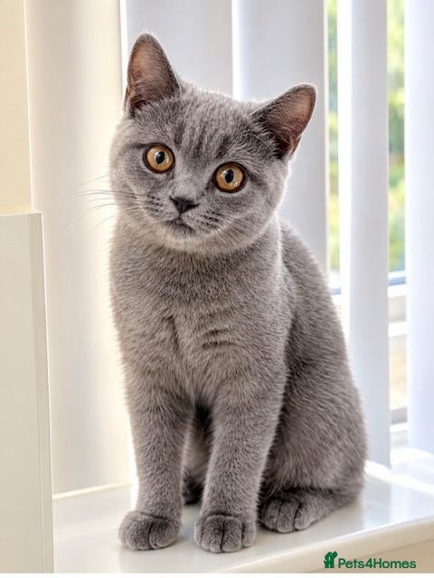 Mixed Breed cats Beautiful Grey British Shorthair Kitten - Advert 1