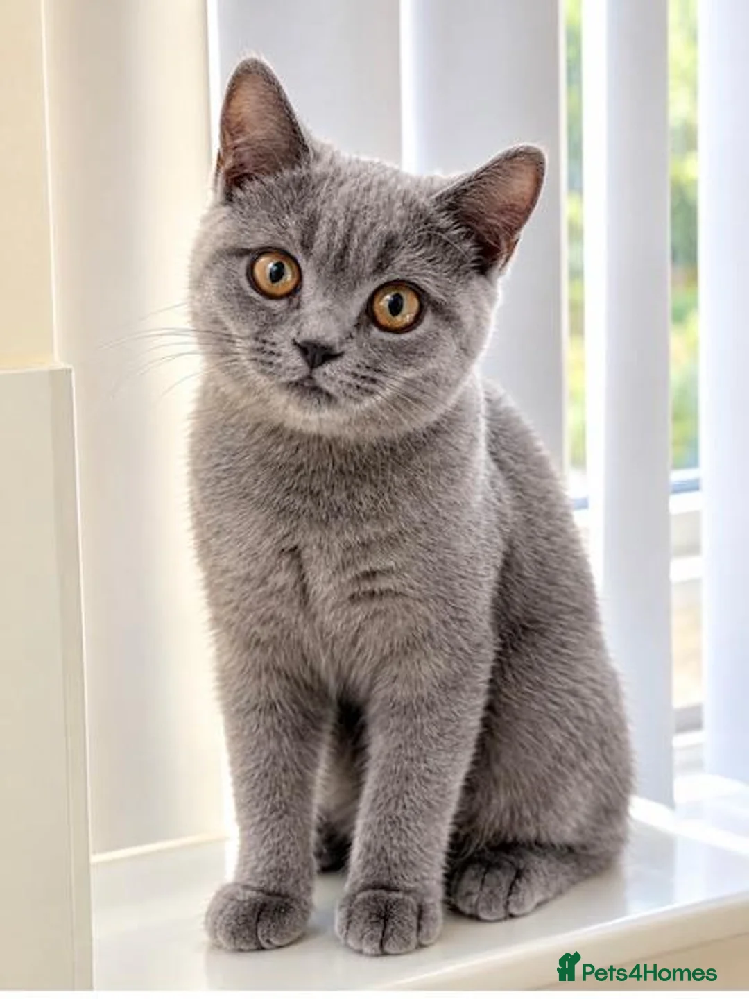 Mixed Breed cats for sale: Beautiful Grey British Shorthair Kitten - Advert 1