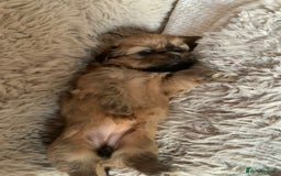Shih Tzu dogs for sale: 2 female Shih Tzu puppies  - Image 5