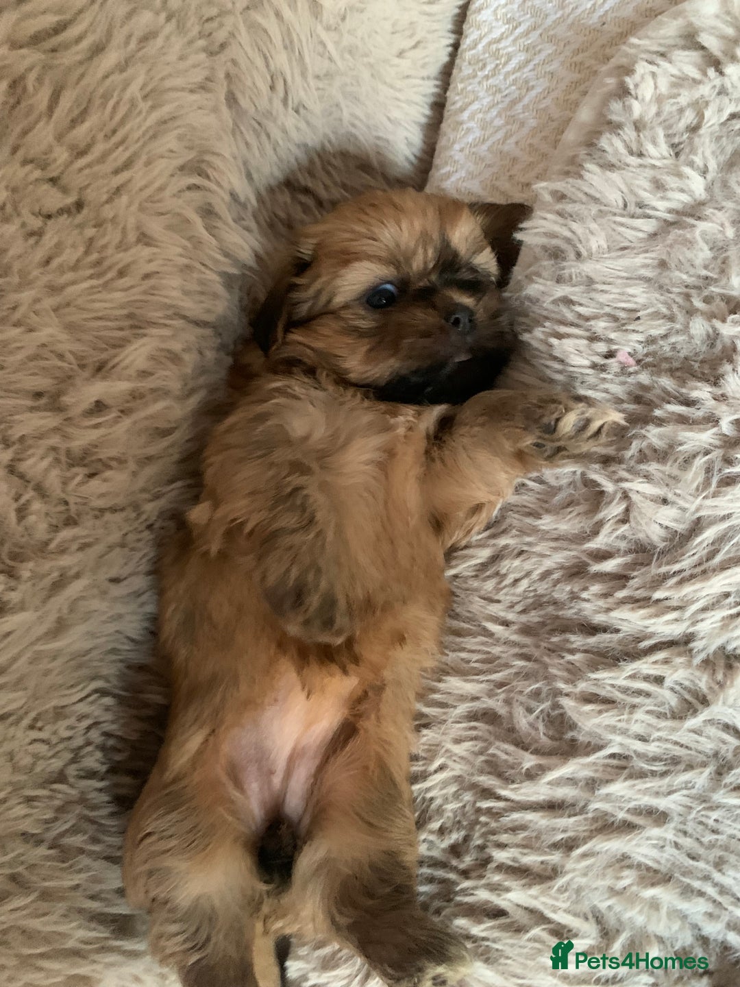 Shih Tzu dogs for sale: 2 female Shih Tzu puppies  - Image 5