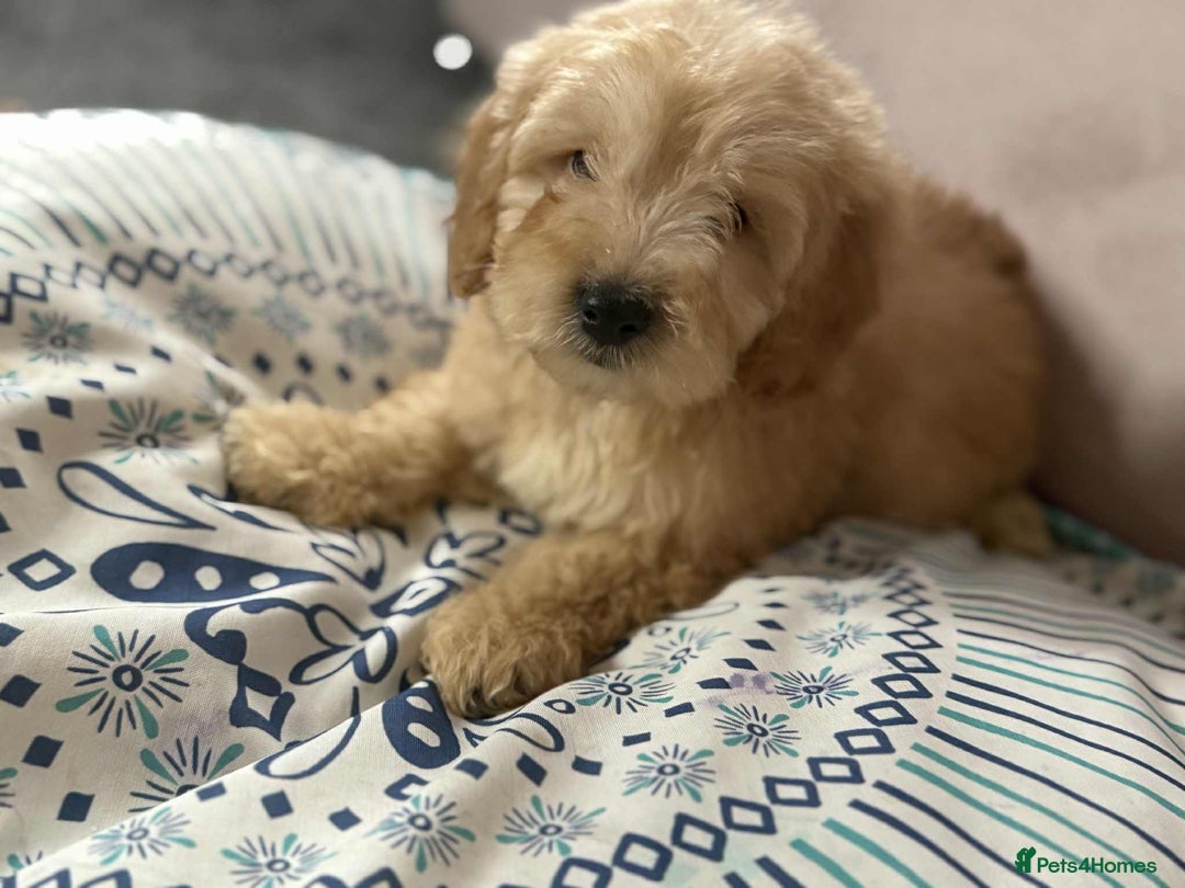 Cockapoo dogs for sale: Outstanding puppies  - Image 17