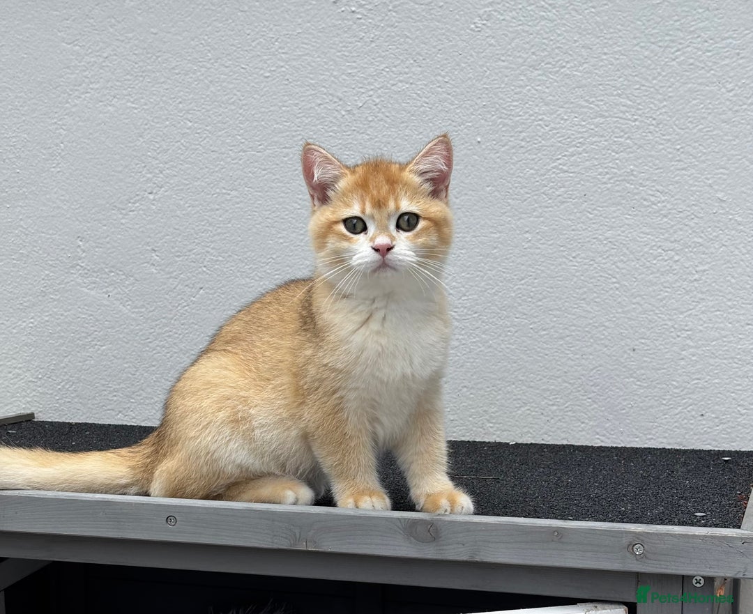 British Shorthair cats for sale:  Golden British Shorthair kittens  in London - Image 3