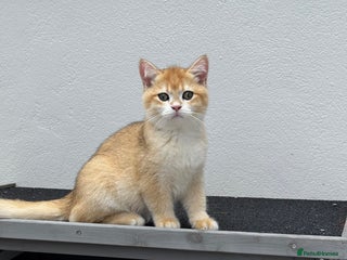 British Shorthair cats in London - Advert 26