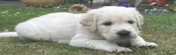Golden Retriever dogs for sale: Gorgeous Chunky Golden Retriever Puppies - Advert 37
