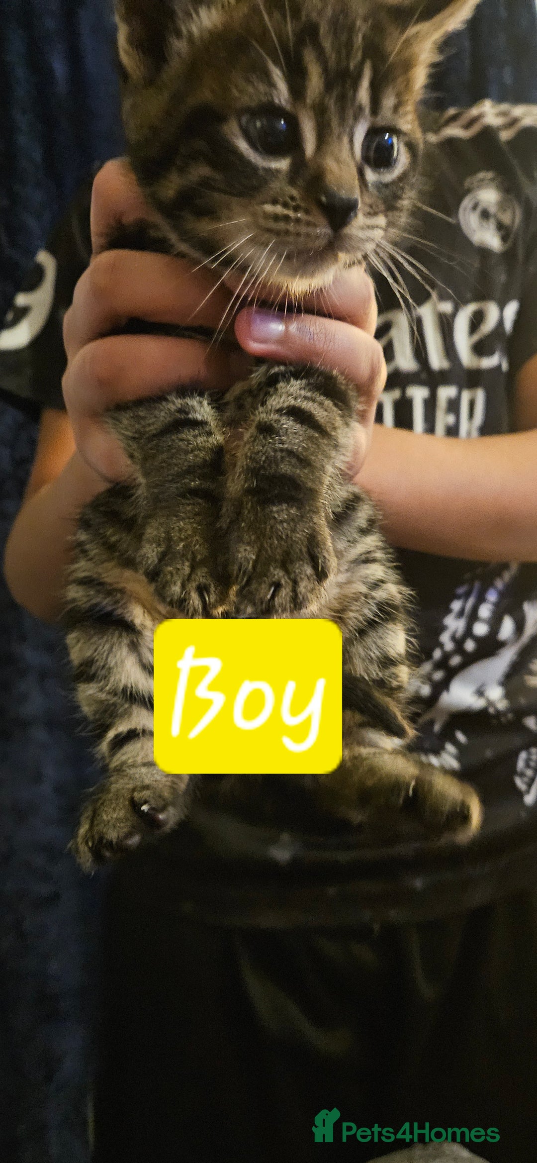 Bengal cats for sale: Kittys:Bengal+British parents  - Advert 3