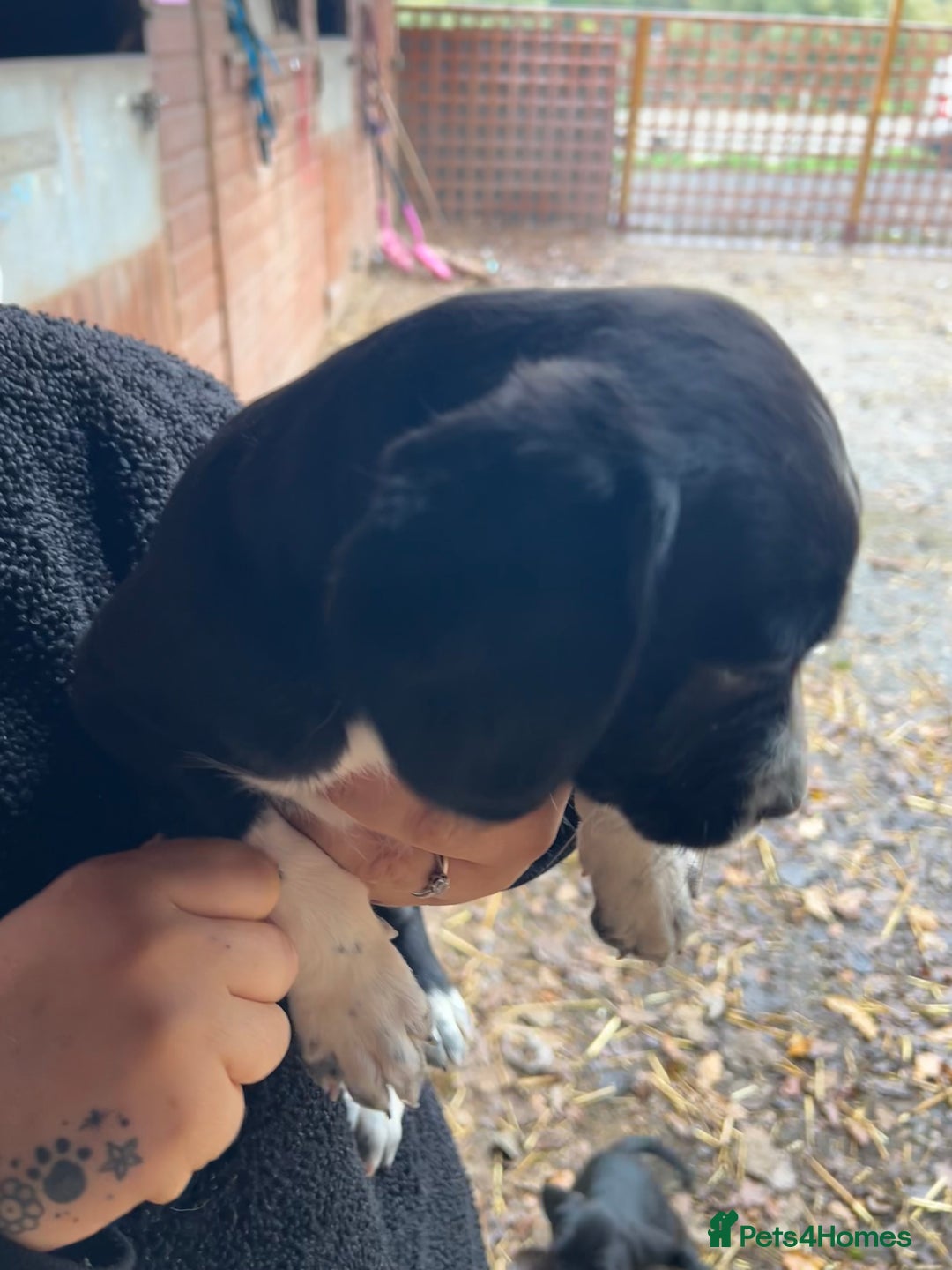 Mixed Breed dogs for sale: Beautiful litter of puppies. Mixed breeds❤️ - Image 7