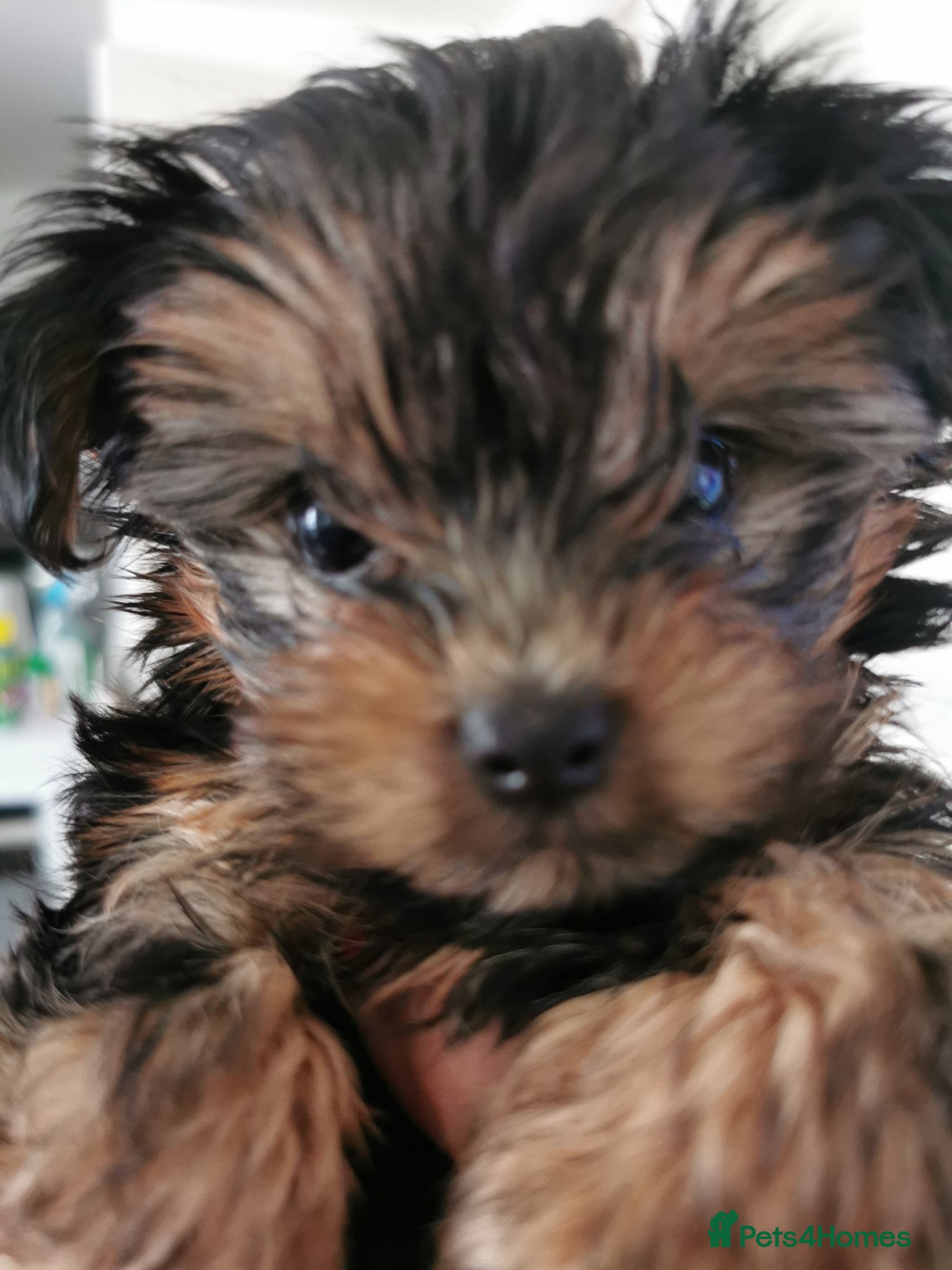 Yorkshire Terrier dogs for sale: for sale  - Advert 3