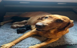 Labrador Retriever dogs for sale: KC Registered Labradors - Image 4