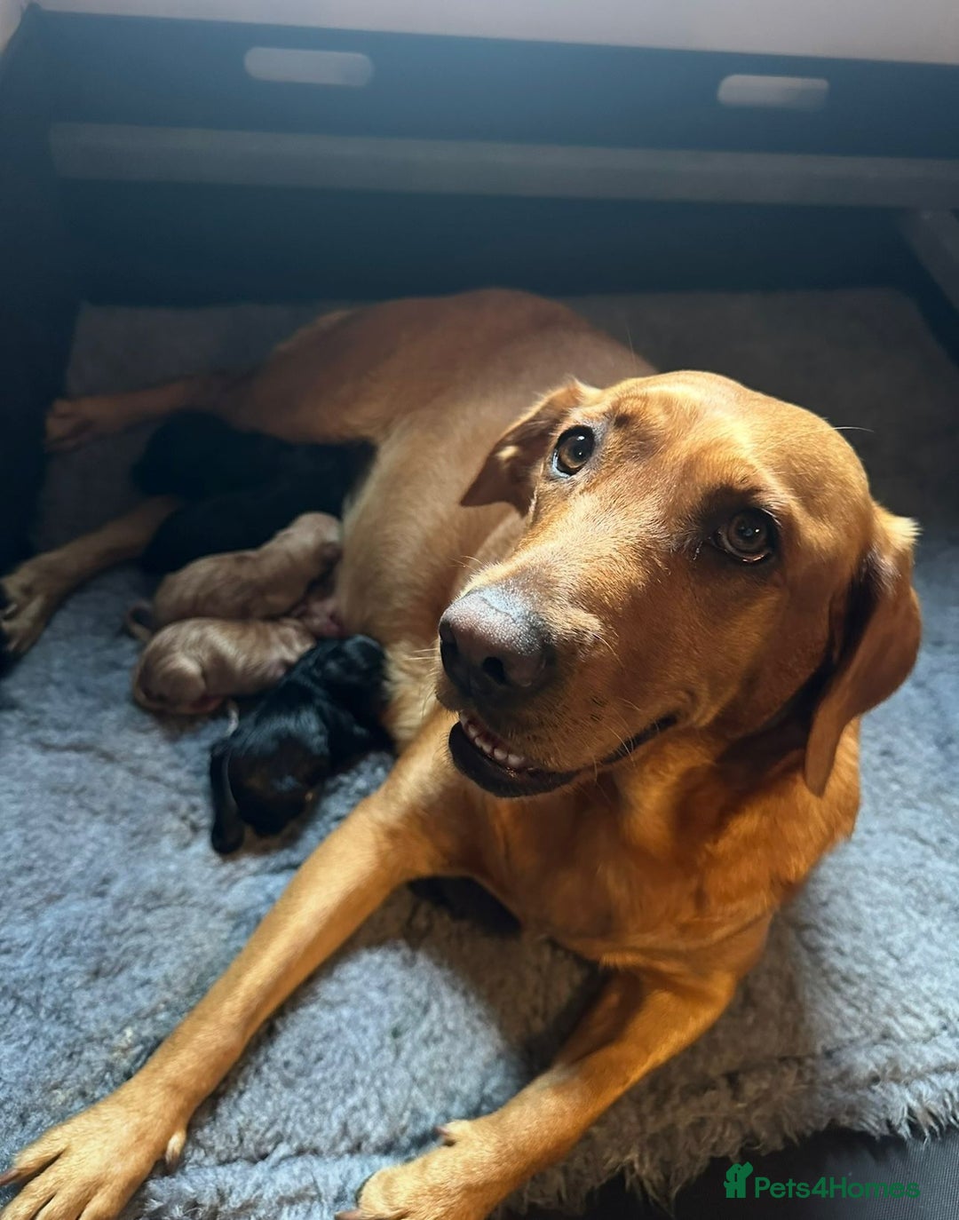 Labrador Retriever dogs for sale: KC Registered Labradors - Image 4