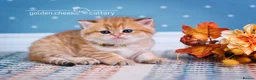 British Shorthair cats for sale: Show Quality British Shorthair Kittens - Advert 19