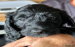 Cockapoo dogs for sale: F2 Cockapoo Puppies - Image 7