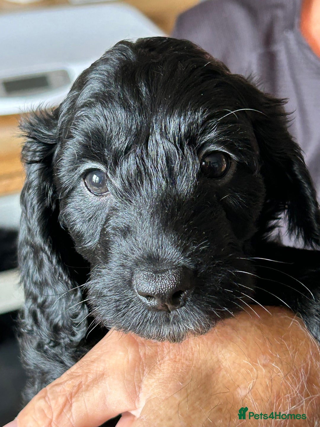 Cockapoo dogs for sale: F2 Cockapoo Puppies - Image 7