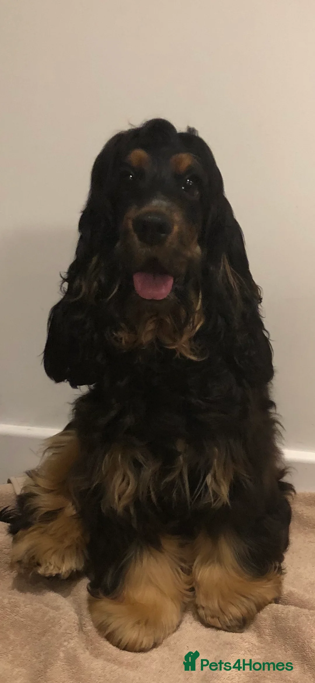 Cocker Spaniel dogs for sale: KC Show Cocker Spaniel  - Advert 10