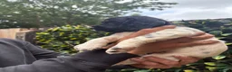 English Springer Spaniel dogs for sale: English Springer Spaniel Puppies - Advert 12