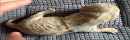 Miniature Dachshund dogs for sale: Four Beautiful Miniature Dachshund Puppies - Advert 34