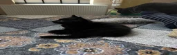 Mixed Breed cats for sale: All black ragdoll cross in Manchester - Advert 7